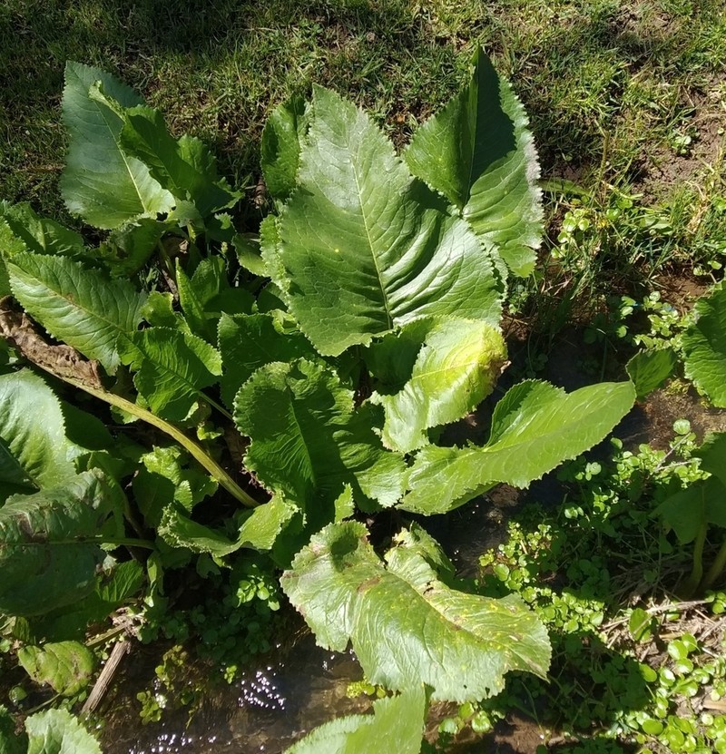 Senecio cremeiflorus