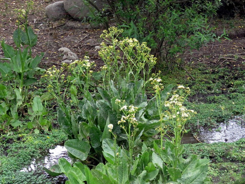Senecio cremeiflorus photo 4