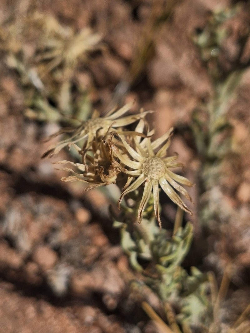 Senecio cremnophilus