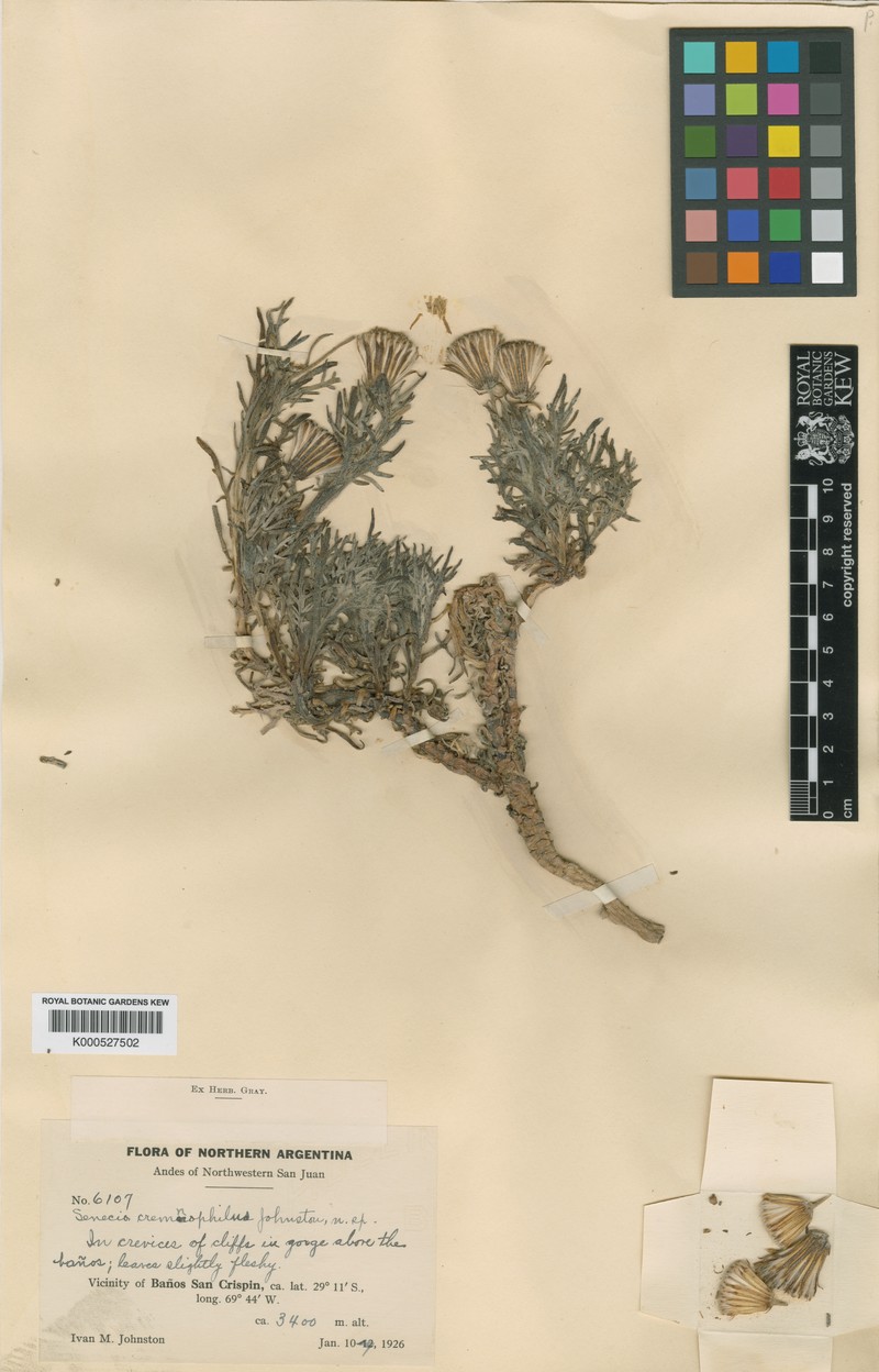 Senecio cremnophilus photo 2
