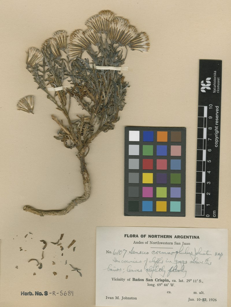 Senecio cremnophilus photo 3