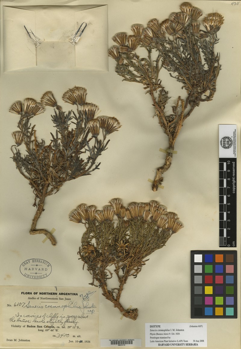 Senecio cremnophilus photo 4