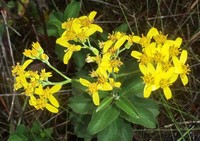Senecio crenatus