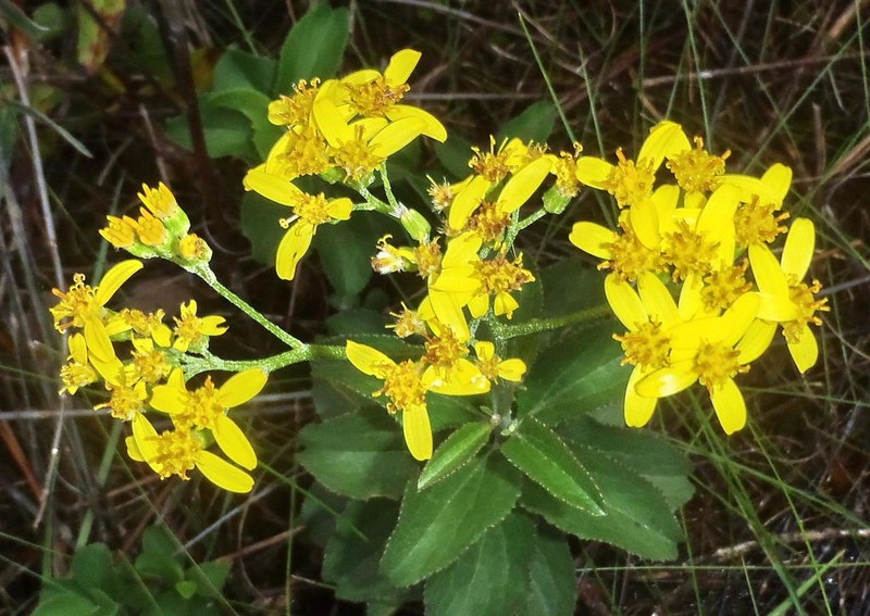 Senecio crenatus