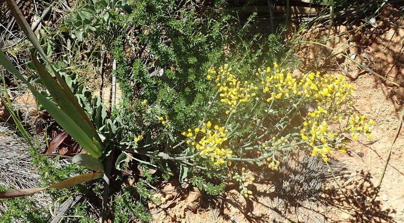 Senecio crenatus photo 2