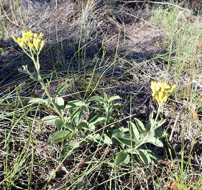 Senecio crenatus photo 3