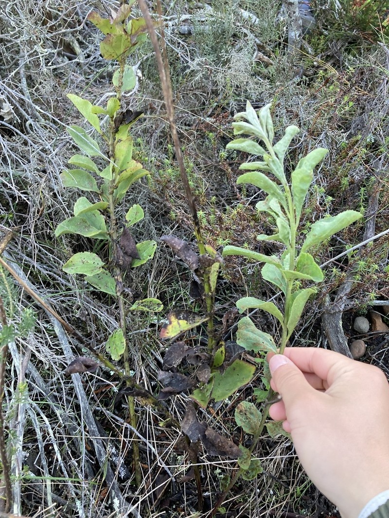 Senecio crenatus photo 4