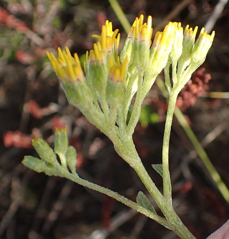 Senecio crenatus photo 5