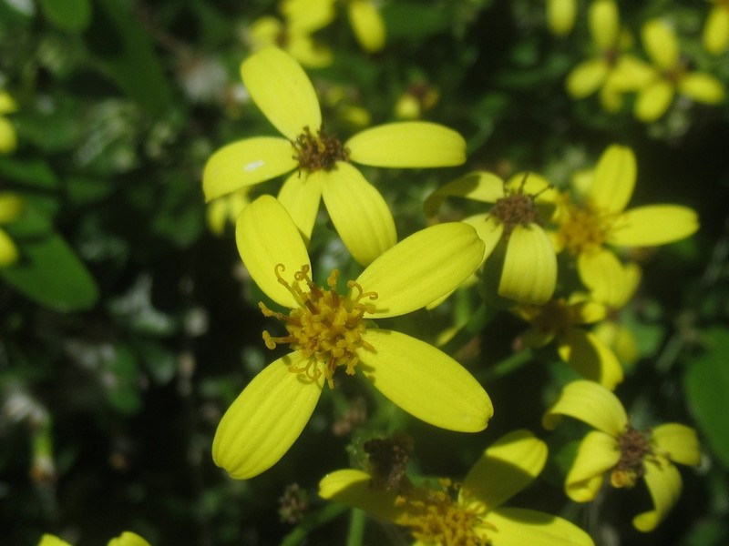 Senecio crenatus photo 8
