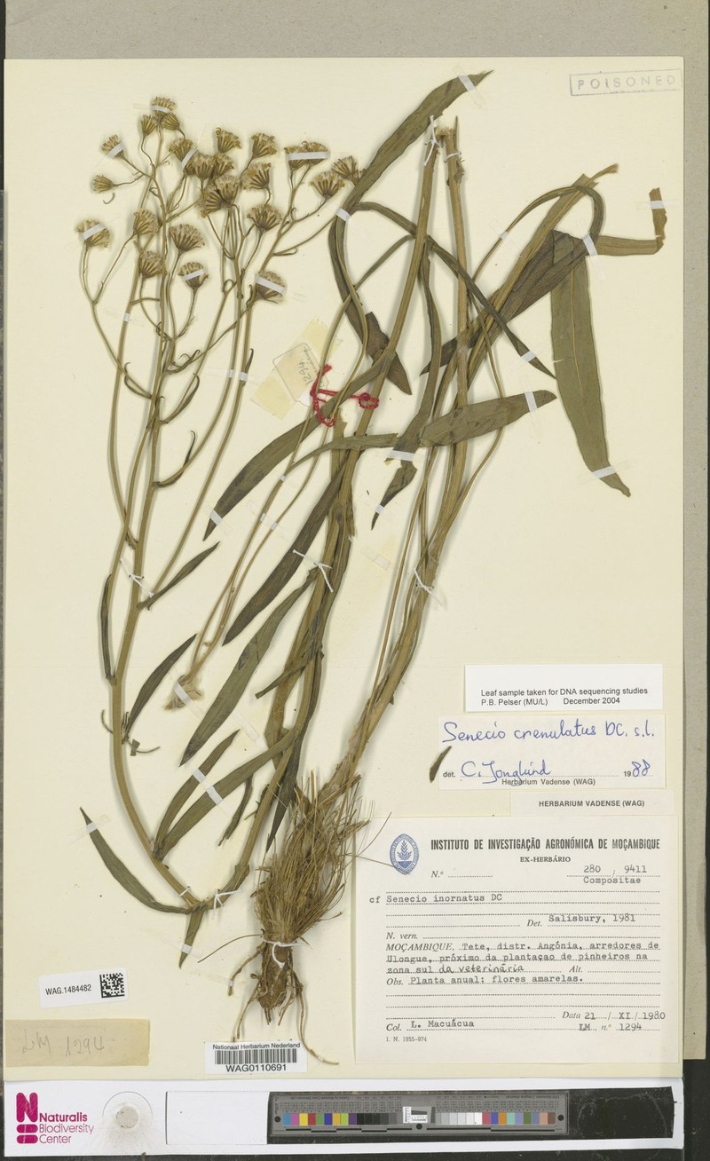 Senecio crenulatus