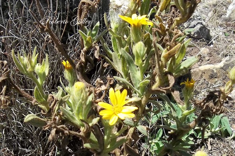 Senecio crepidifolius