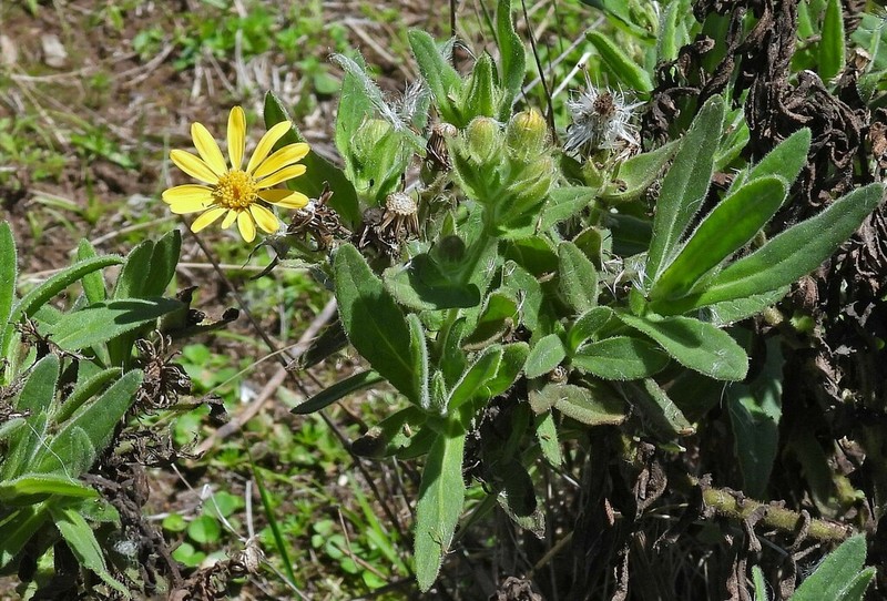Senecio crepidifolius photo 2