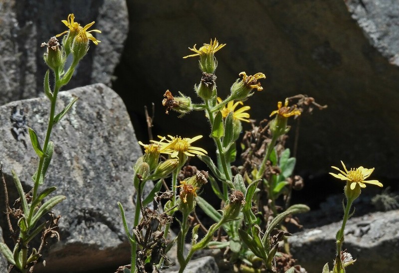 Senecio crepidifolius photo 3