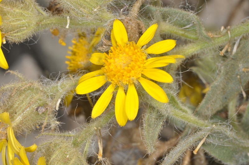Senecio crepidifolius photo 4