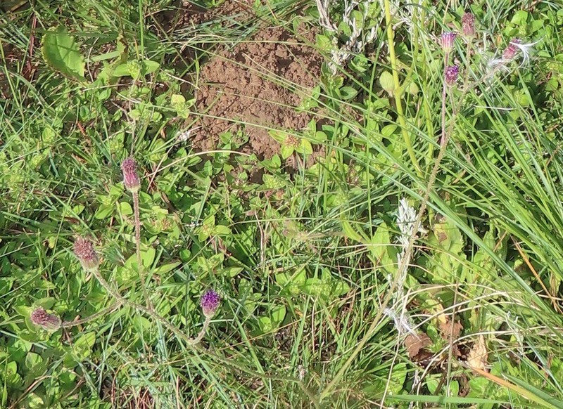 Senecio crepidifolius photo 5