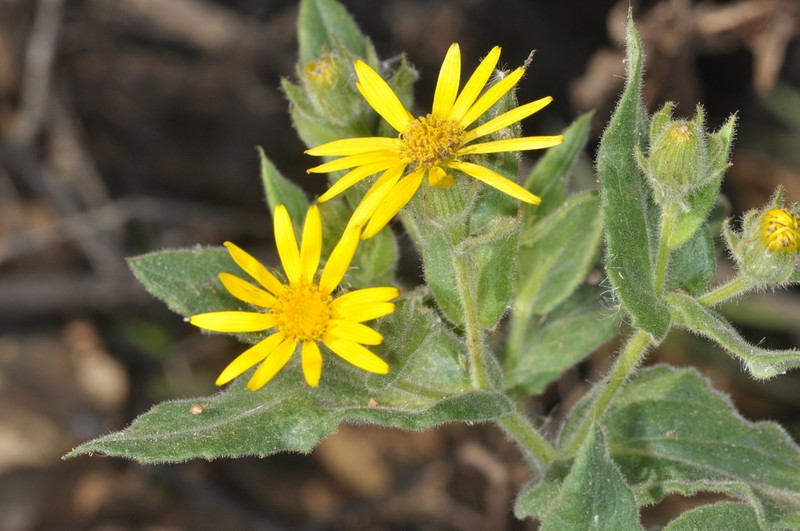 Senecio crepidifolius photo 6