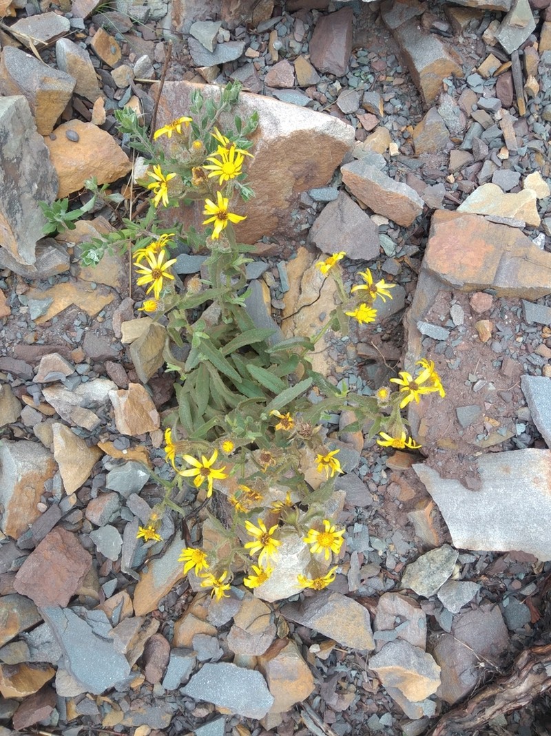 Senecio crepidifolius photo 7