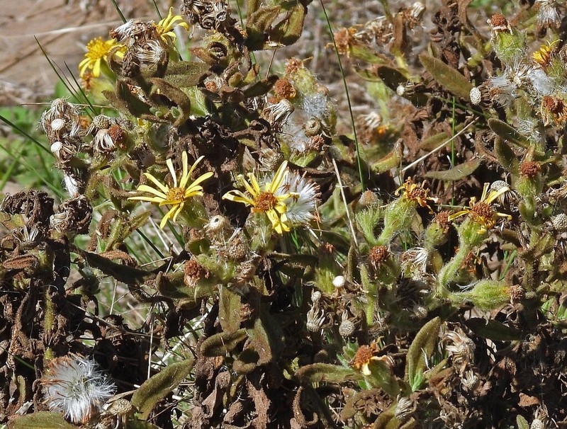 Senecio crepidifolius photo 8