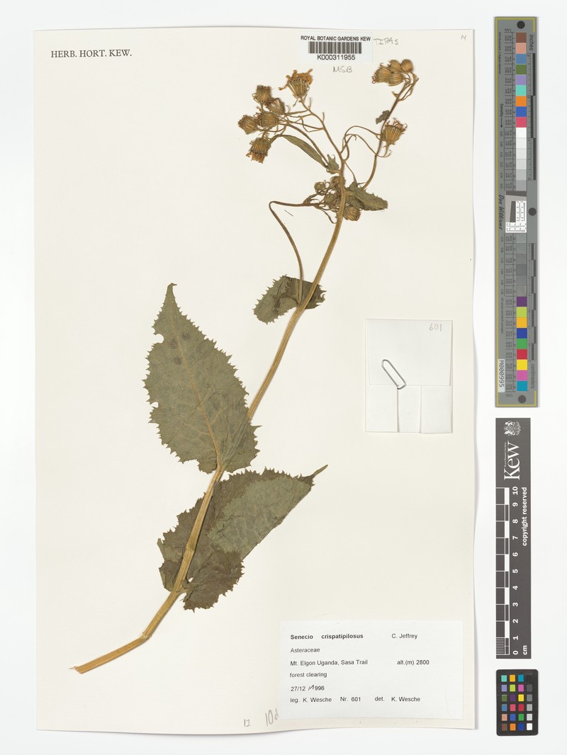 Senecio crispatipilosus