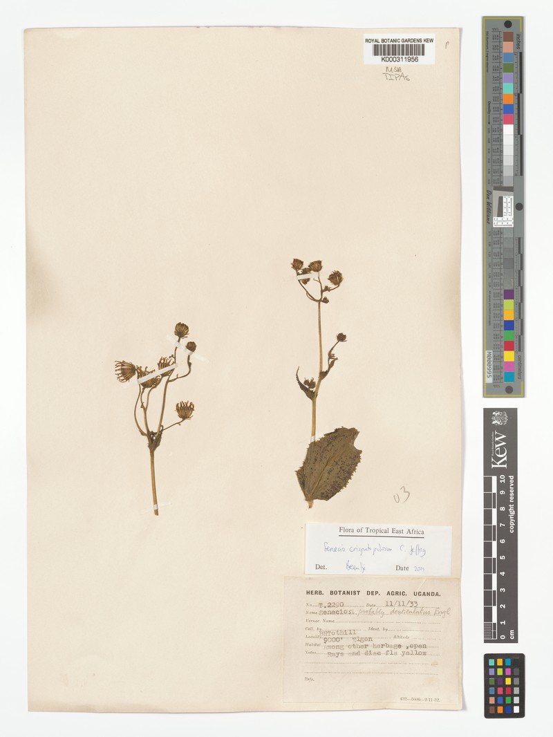 Senecio crispatipilosus photo 4