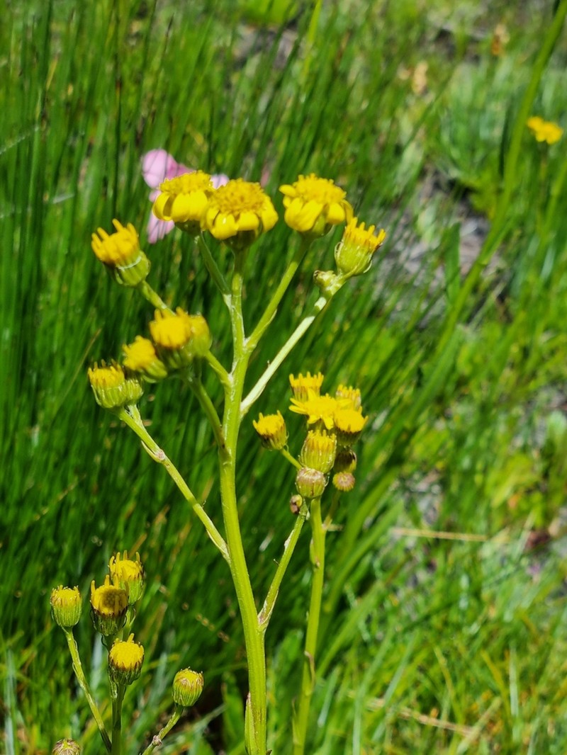 Senecio crispus