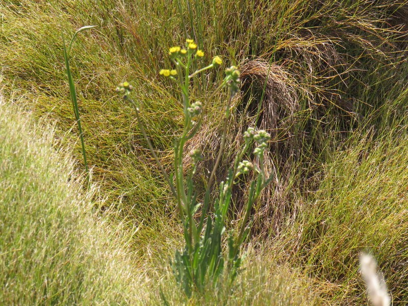 Senecio crispus photo 2