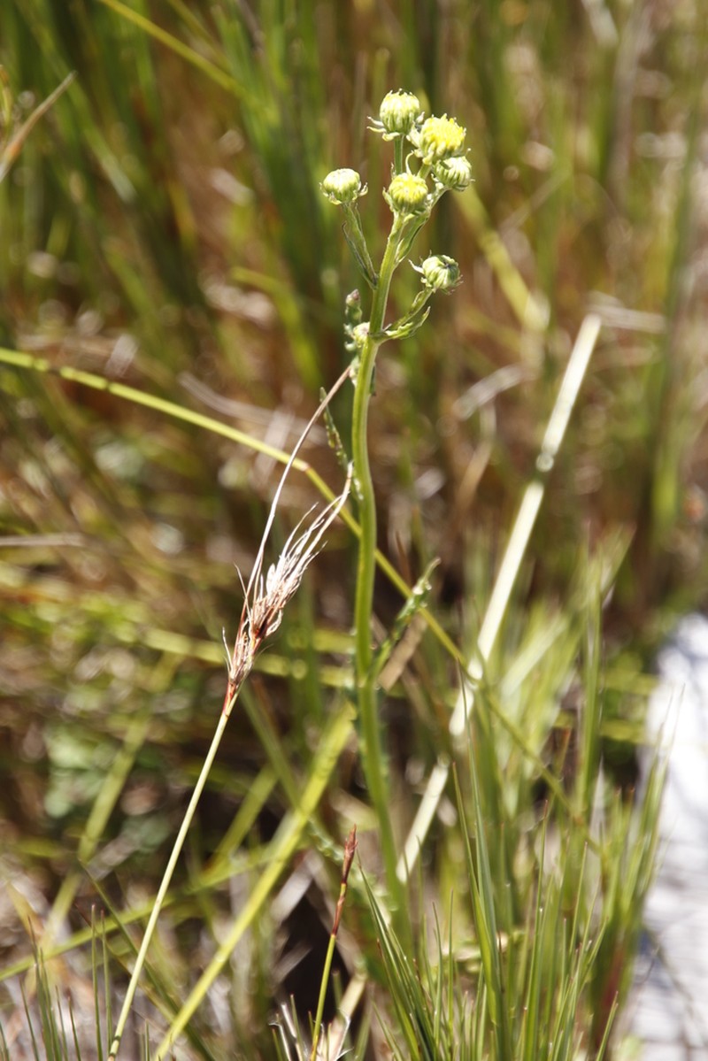 Senecio crispus photo 3