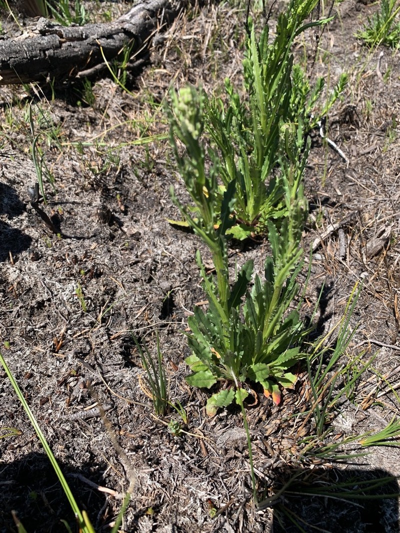 Senecio crispus photo 4