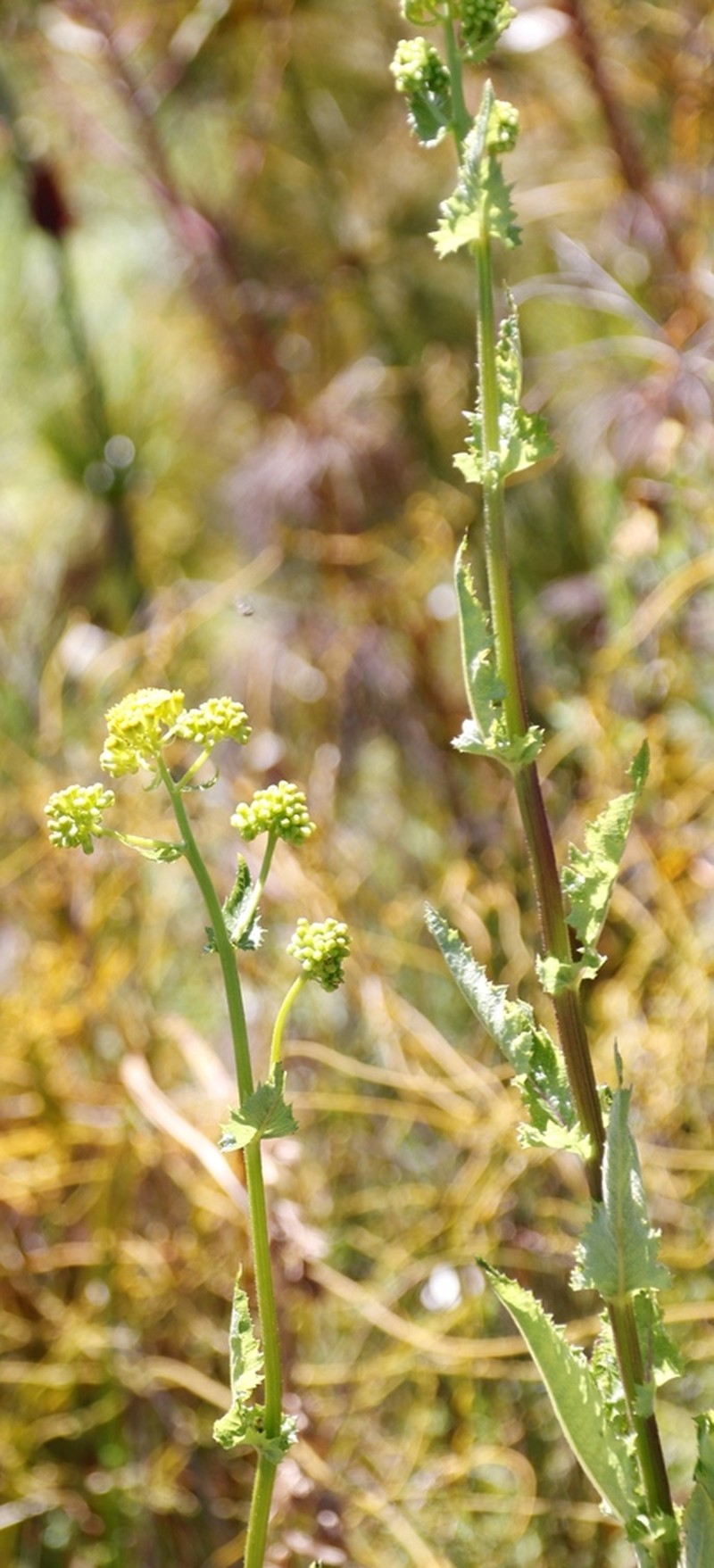 Senecio crispus photo 6
