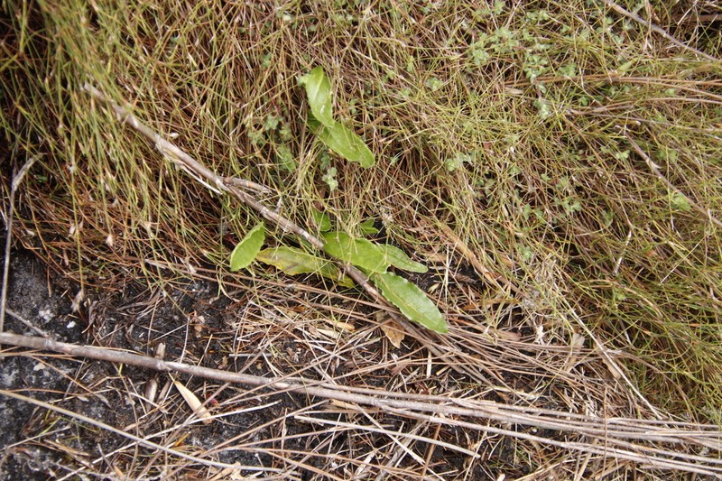 Senecio crispus photo 7
