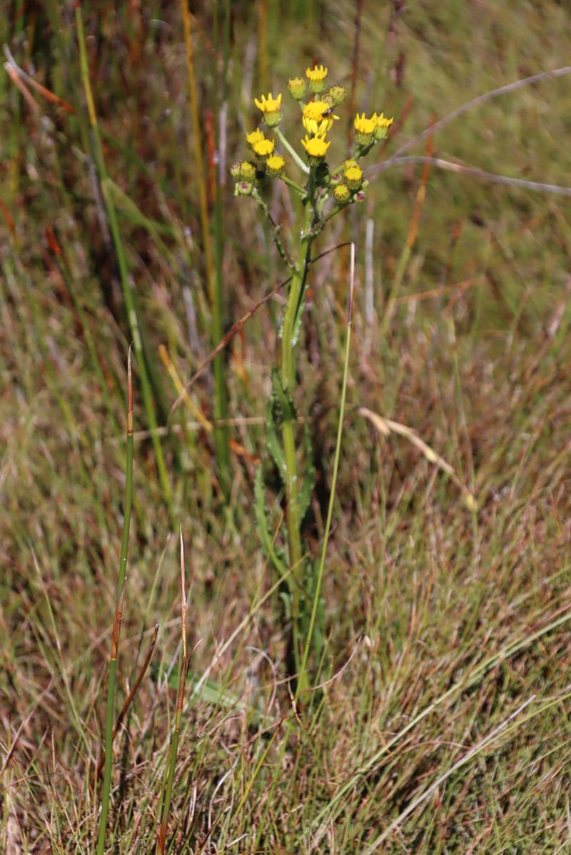 Senecio crispus photo 8