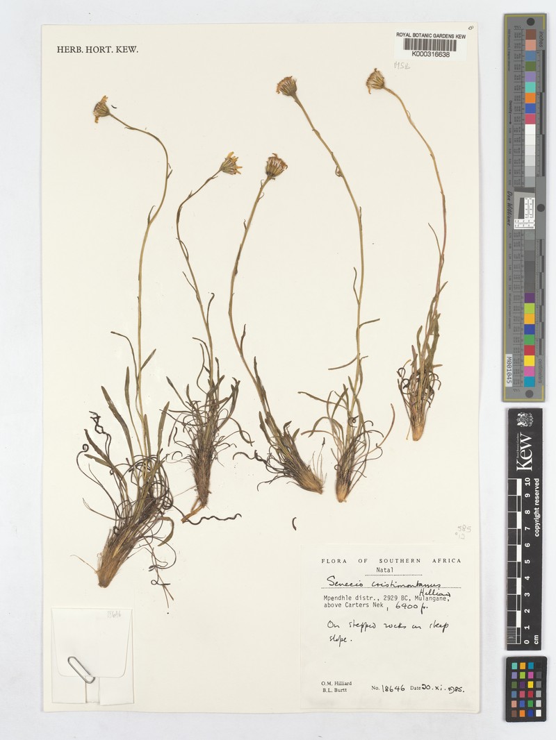 Senecio cristimontanus