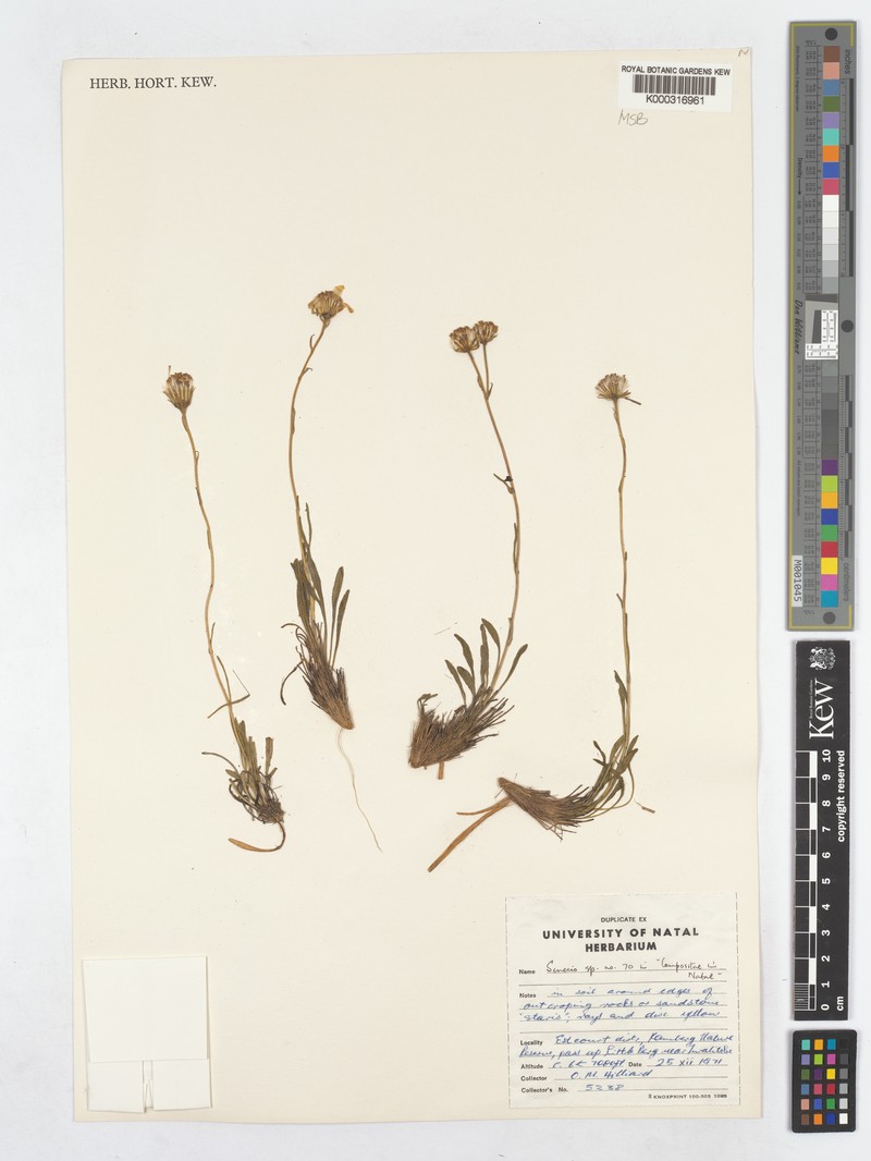 Senecio cristimontanus photo 3
