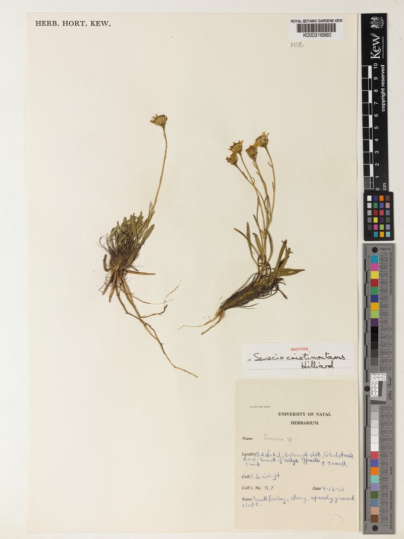 Senecio cristimontanus photo 4