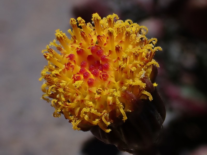 Senecio crithmoides photo 2