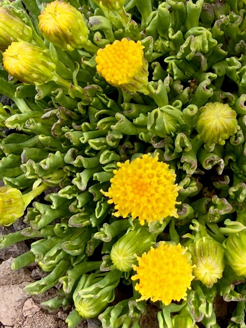 Senecio crithmoides photo 3