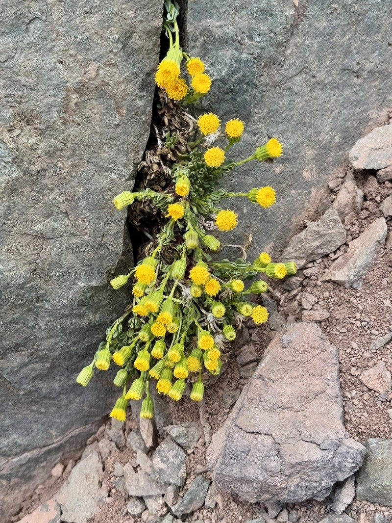 Senecio crithmoides photo 4