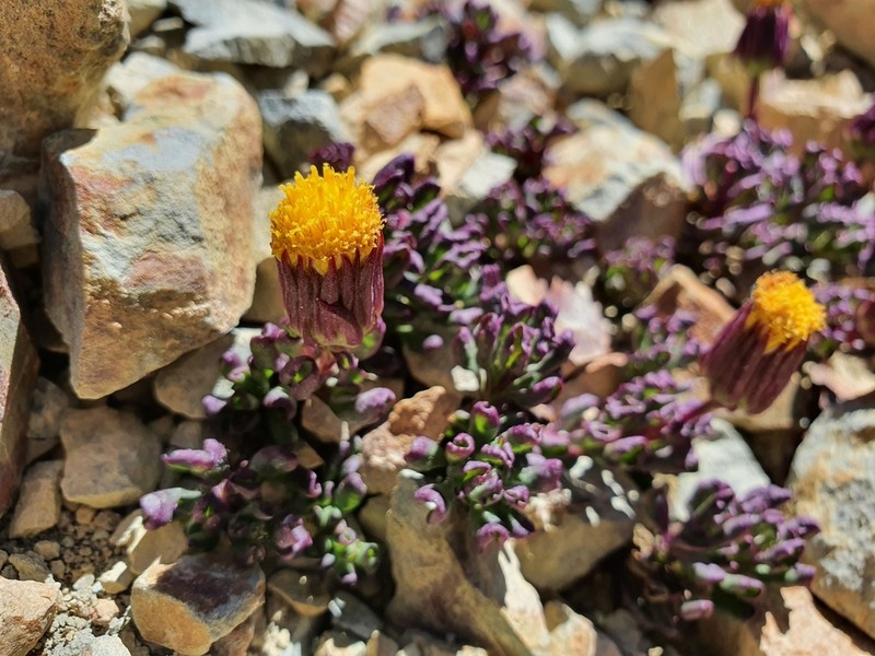 Senecio crithmoides photo 5