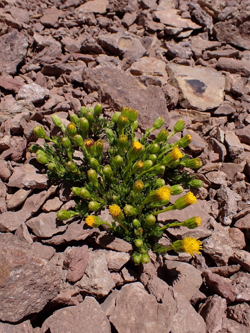 Senecio crithmoides photo 6
