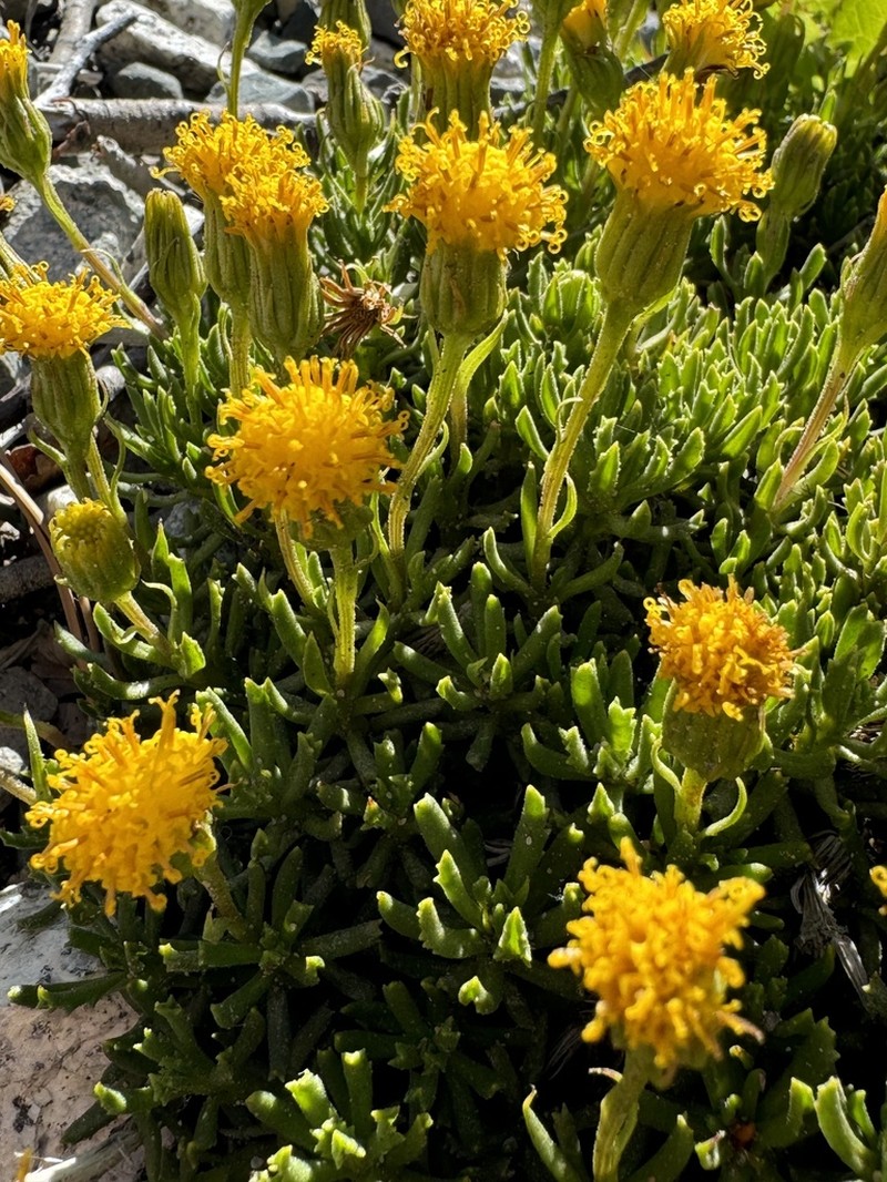 Senecio crithmoides photo 7