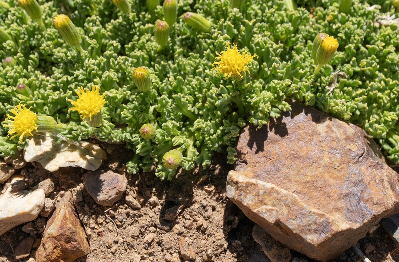Senecio crithmoides photo 8