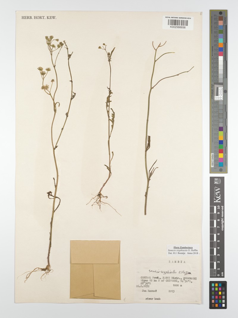 Senecio cryphiactis