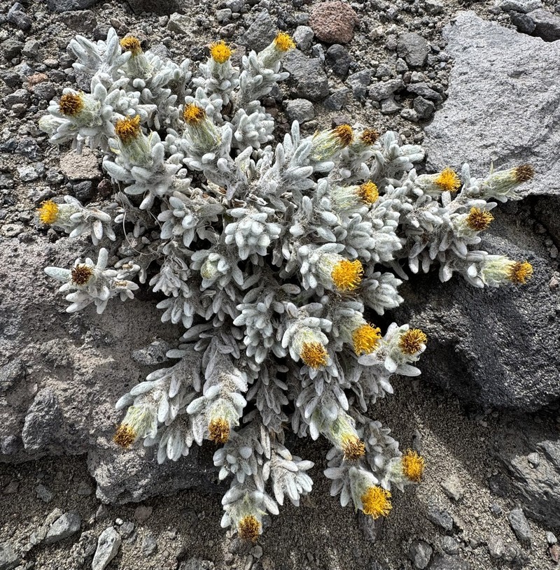 Senecio cryptocephalus