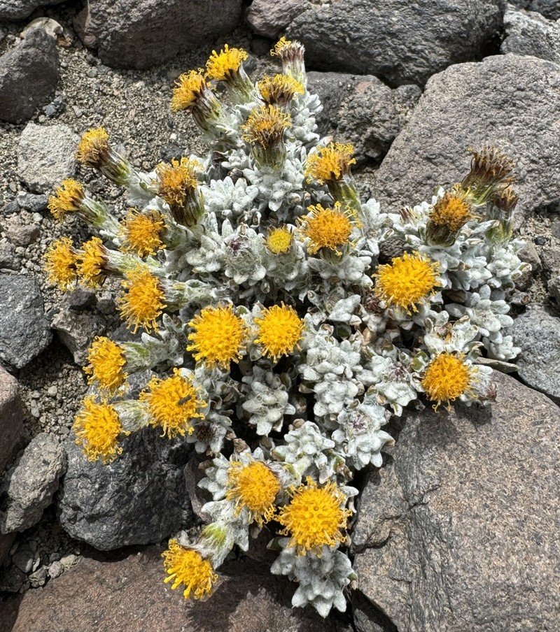 Senecio cryptocephalus photo 3
