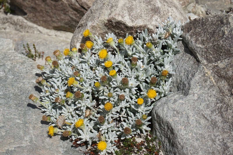 Senecio cryptocephalus photo 4