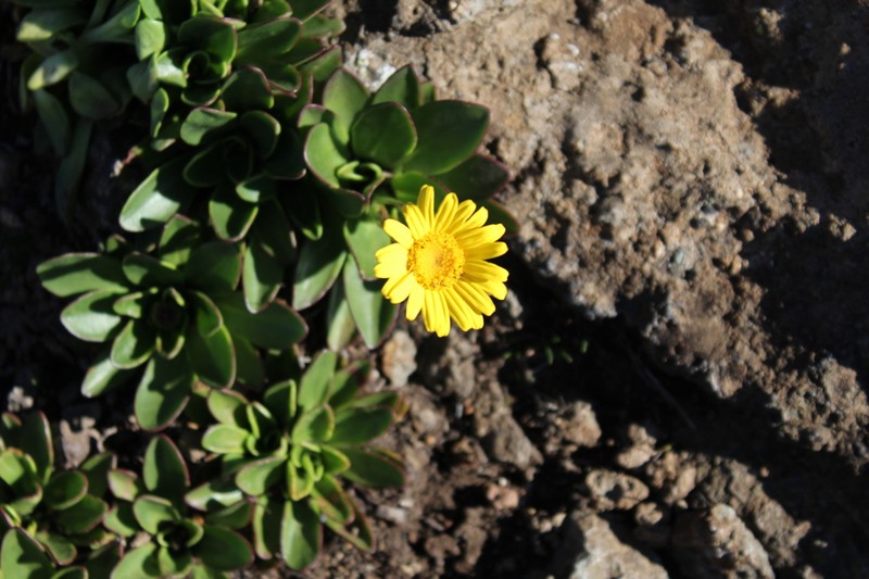 Senecio cryptolanatus