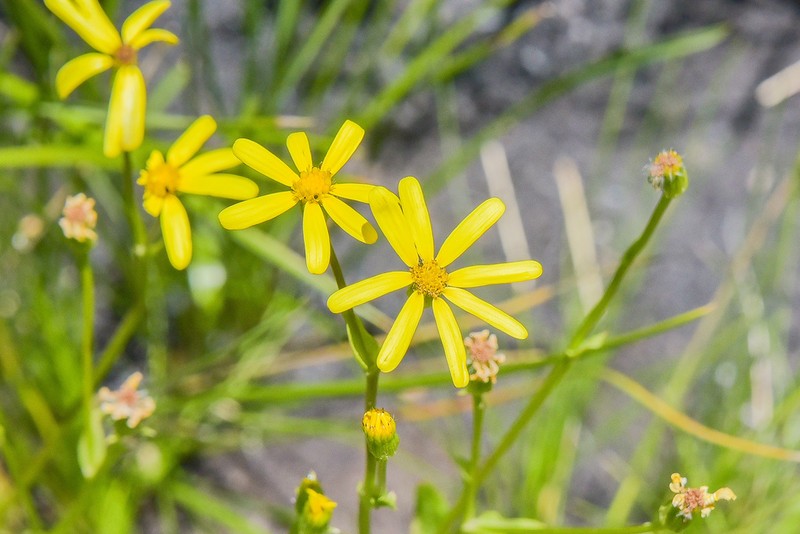 Senecio cryptolanatus photo 2