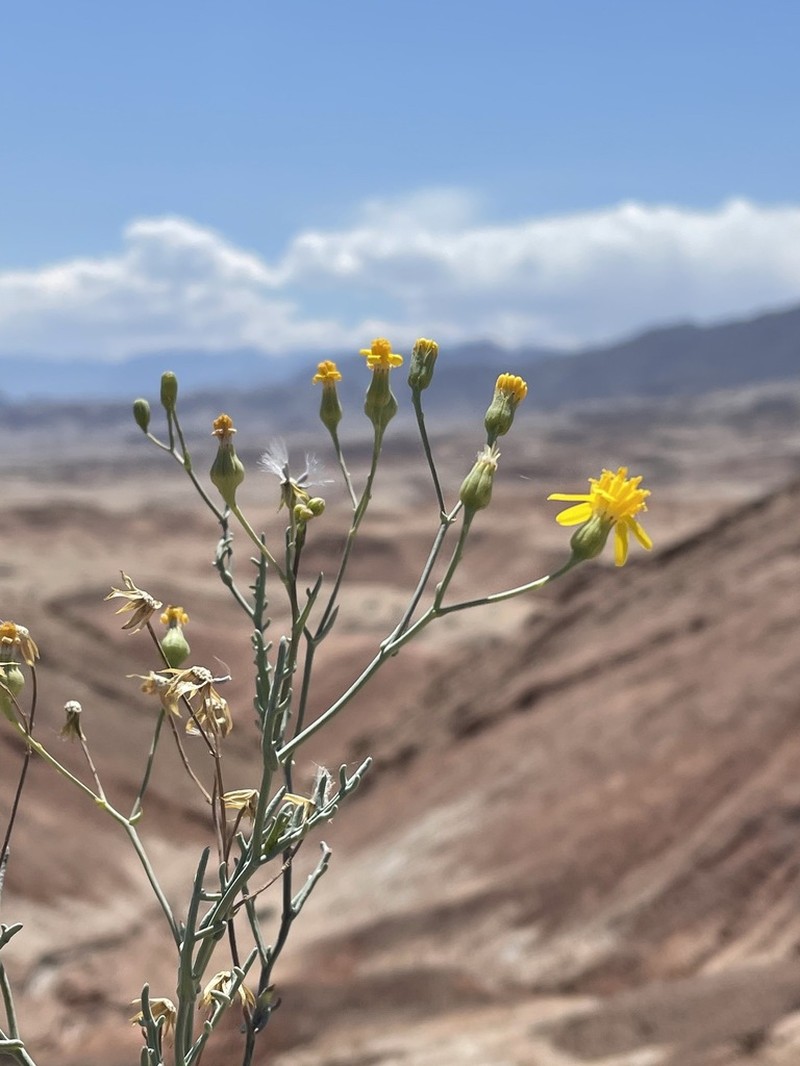 Senecio ctenophyllus