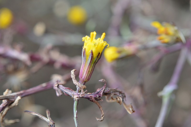 Senecio ctenophyllus photo 2