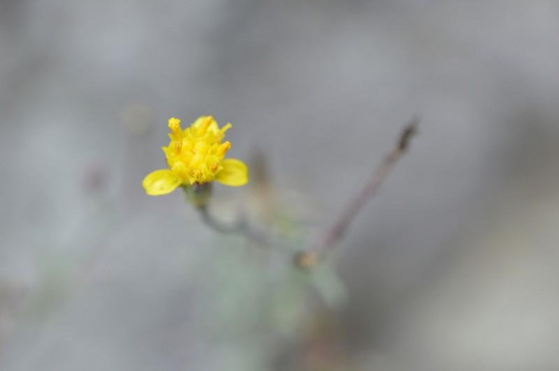 Senecio ctenophyllus photo 3